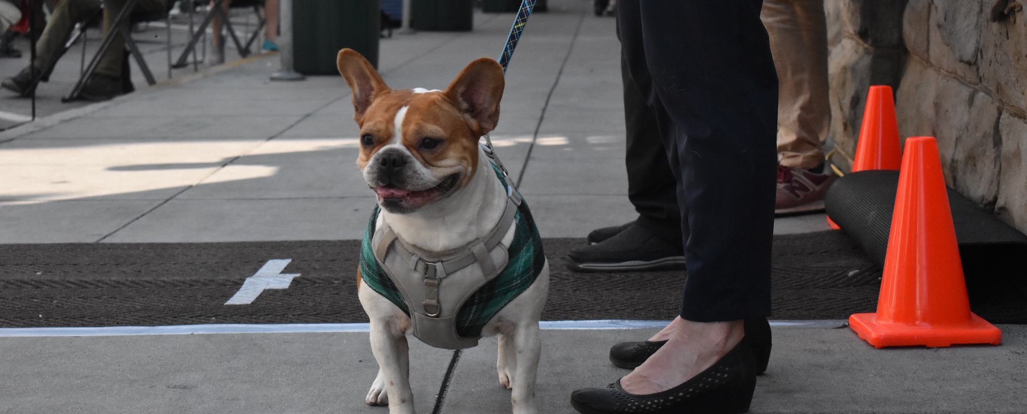 Calling All Animal Lovers! St. Anthony Foundation’s Beloved Blessing of the Animals is Back on the Golden Gate Greenway