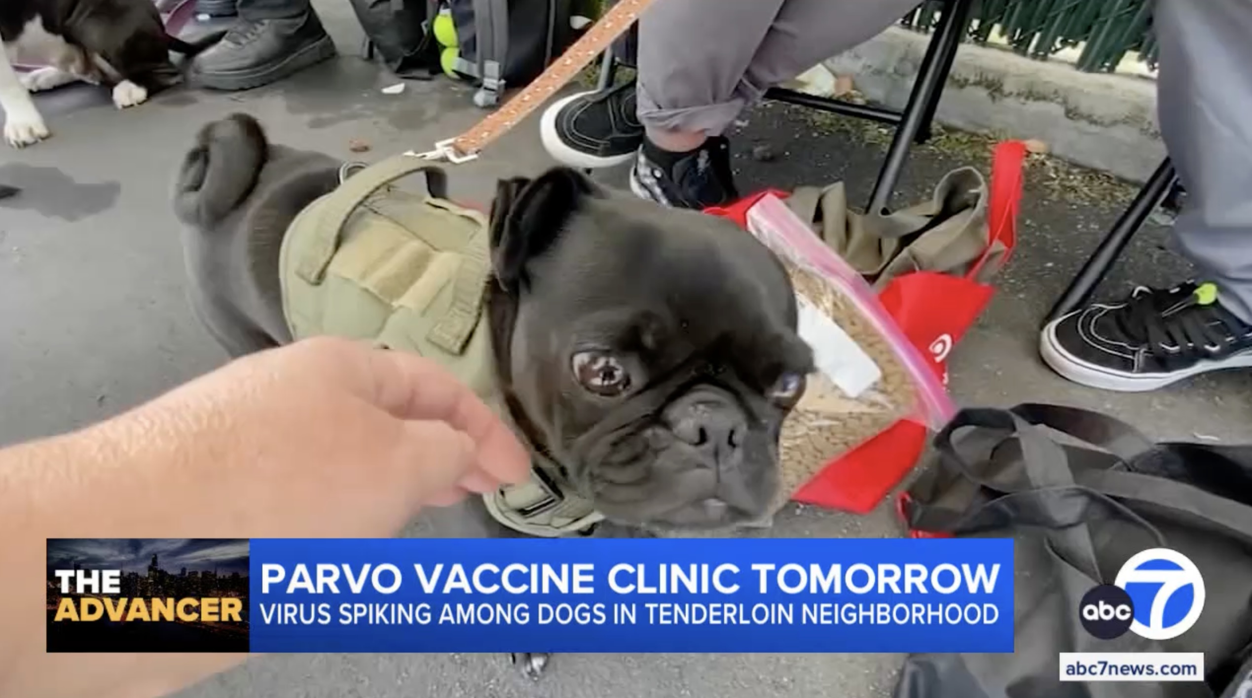 ABC 7 News: St. Anthony’s hosts free Parvo vaccine clinic