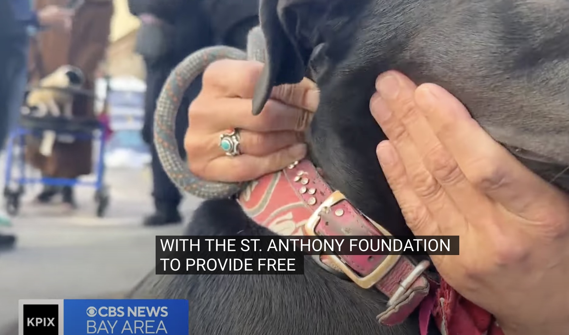 CBS News Bay Area: St. Anthony’s hosts free Parvo vaccine clinic